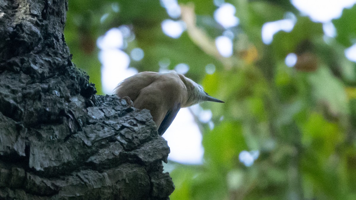 Kleiber [europaea-Gruppe] - ML646356489