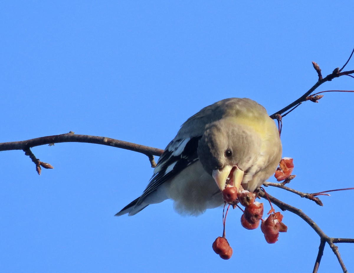 Evening Grosbeak - ML646356490