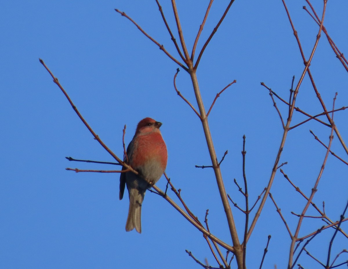 Hakengimpel - ML646356492