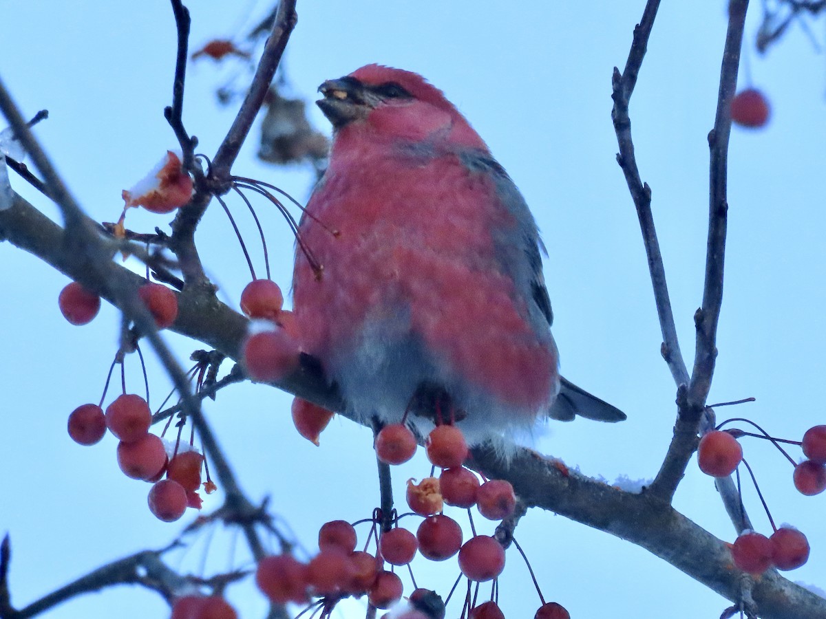 Hakengimpel - ML646356493