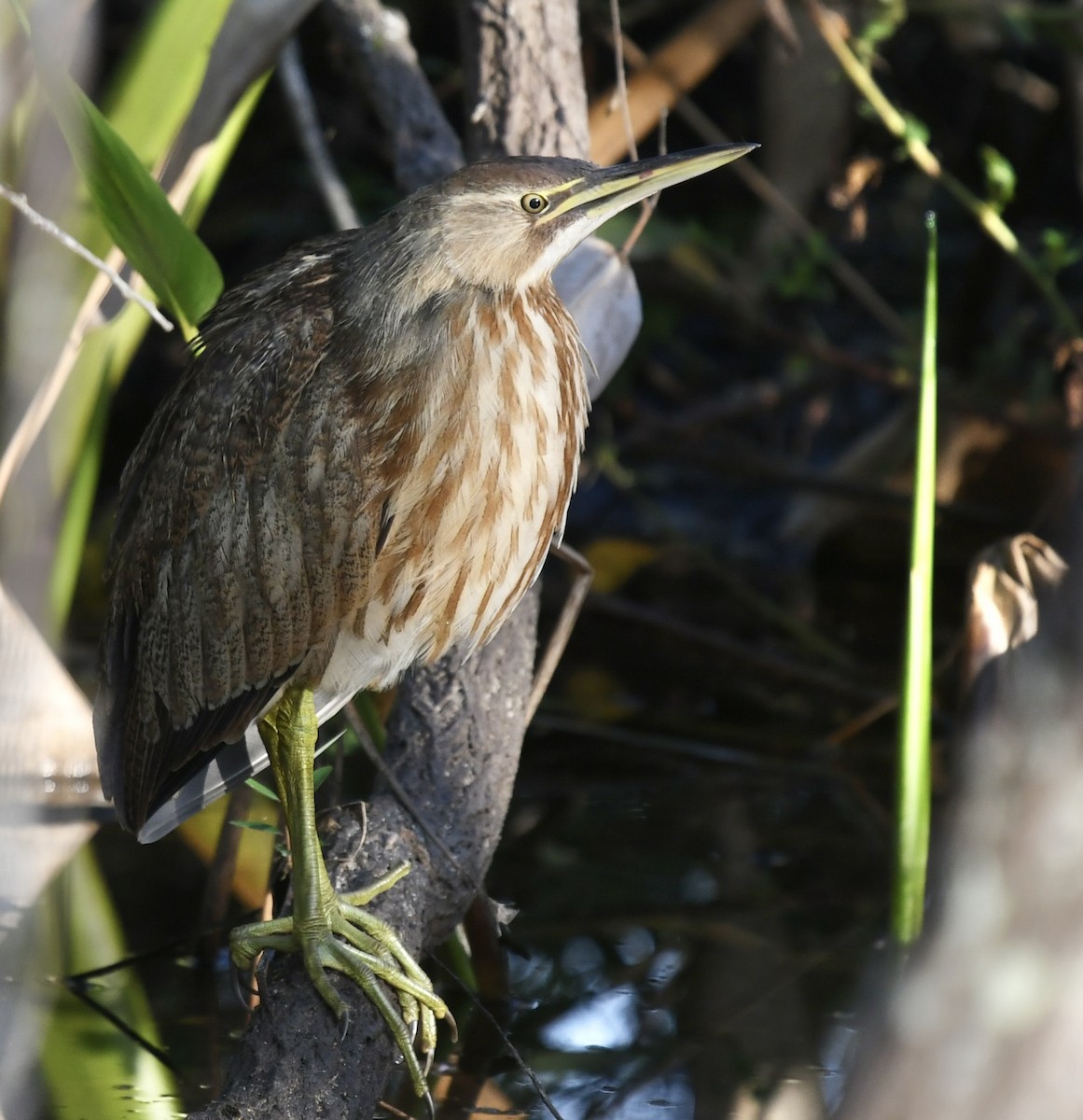 Schwarzbart-Rohrdommel - ML646356494