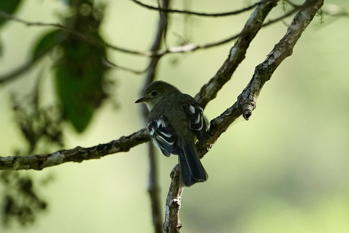 Weißkehl-Tachurityrann - ML646356496