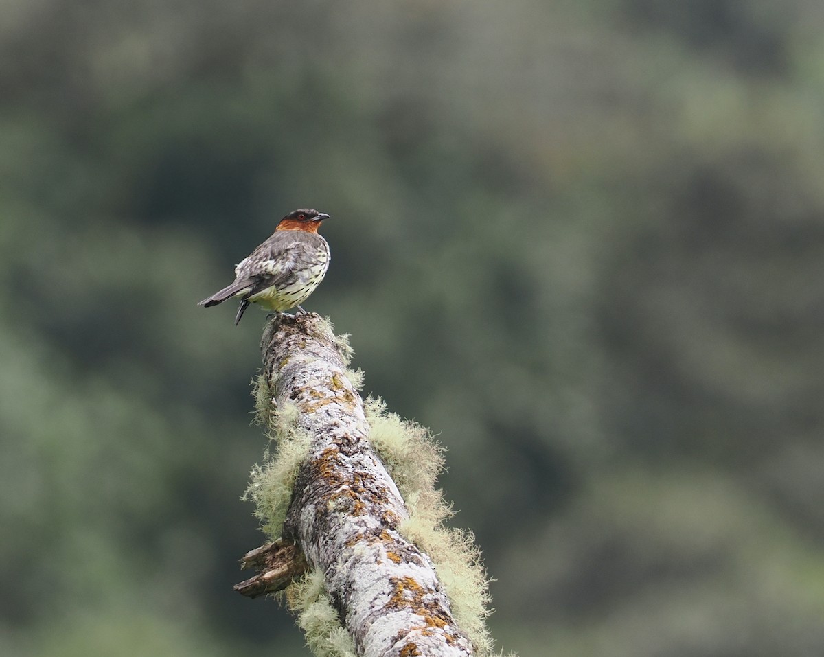 Braunohrkotinga - ML646356497