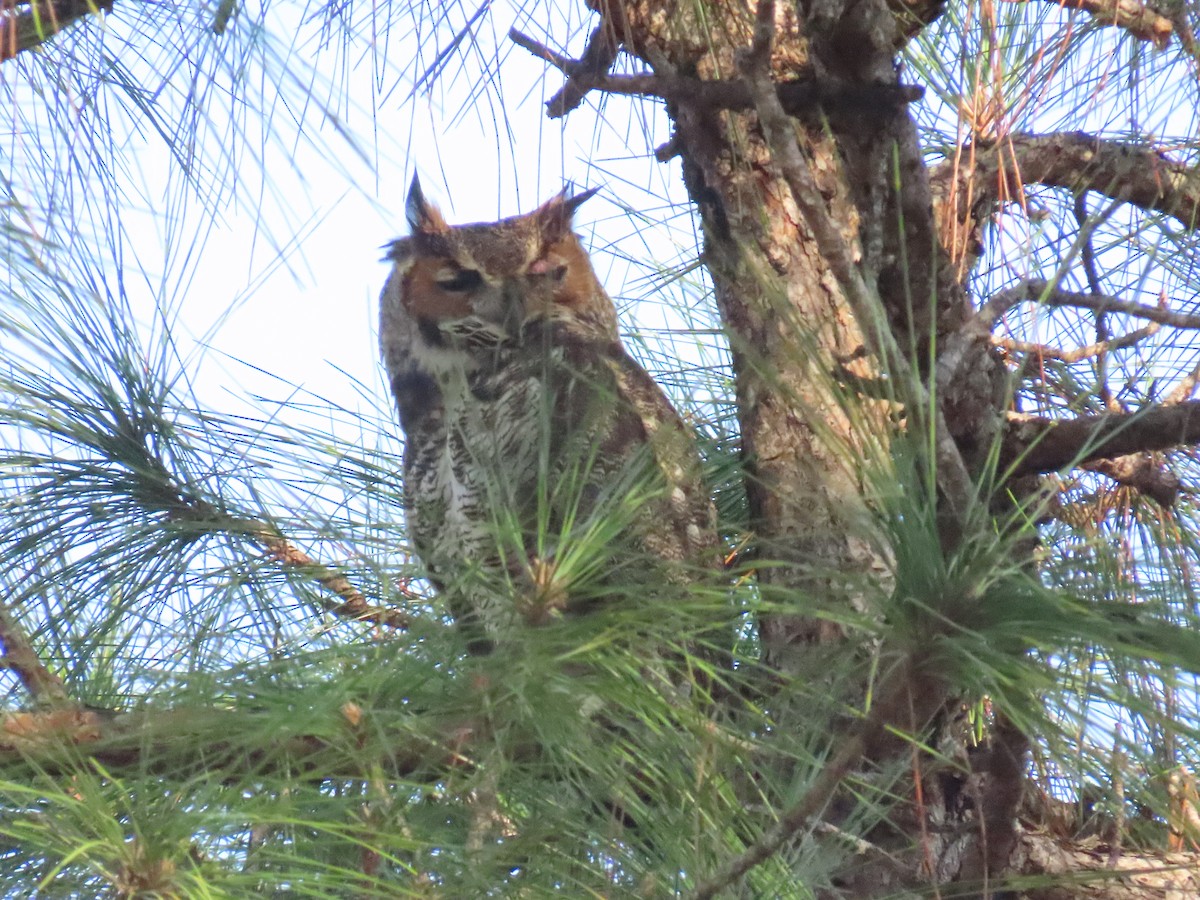 Virginiauhu - ML646356503