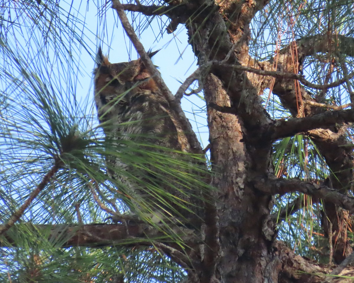 Virginiauhu - ML646356504