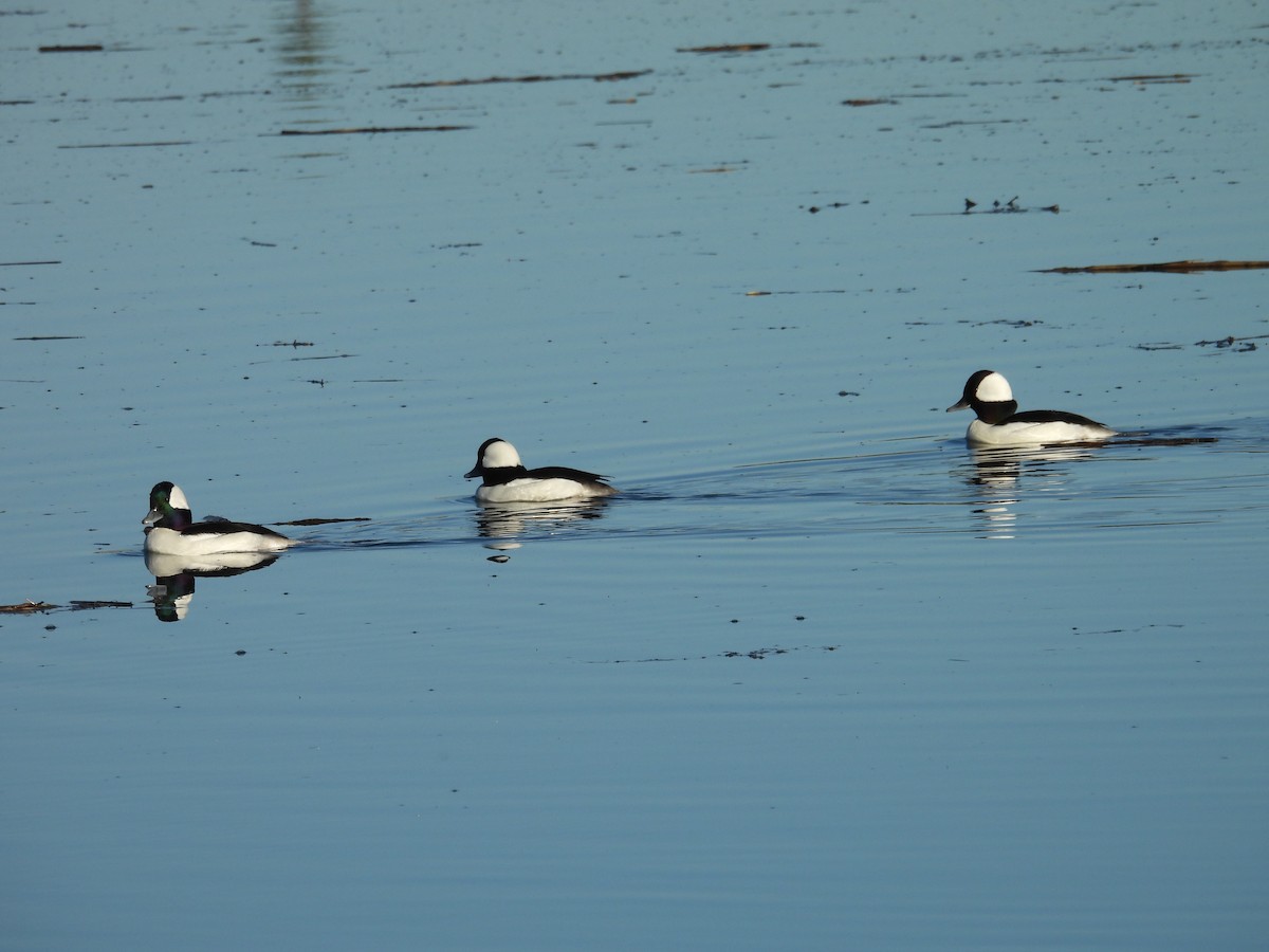 Büffelkopfente - ML646356505