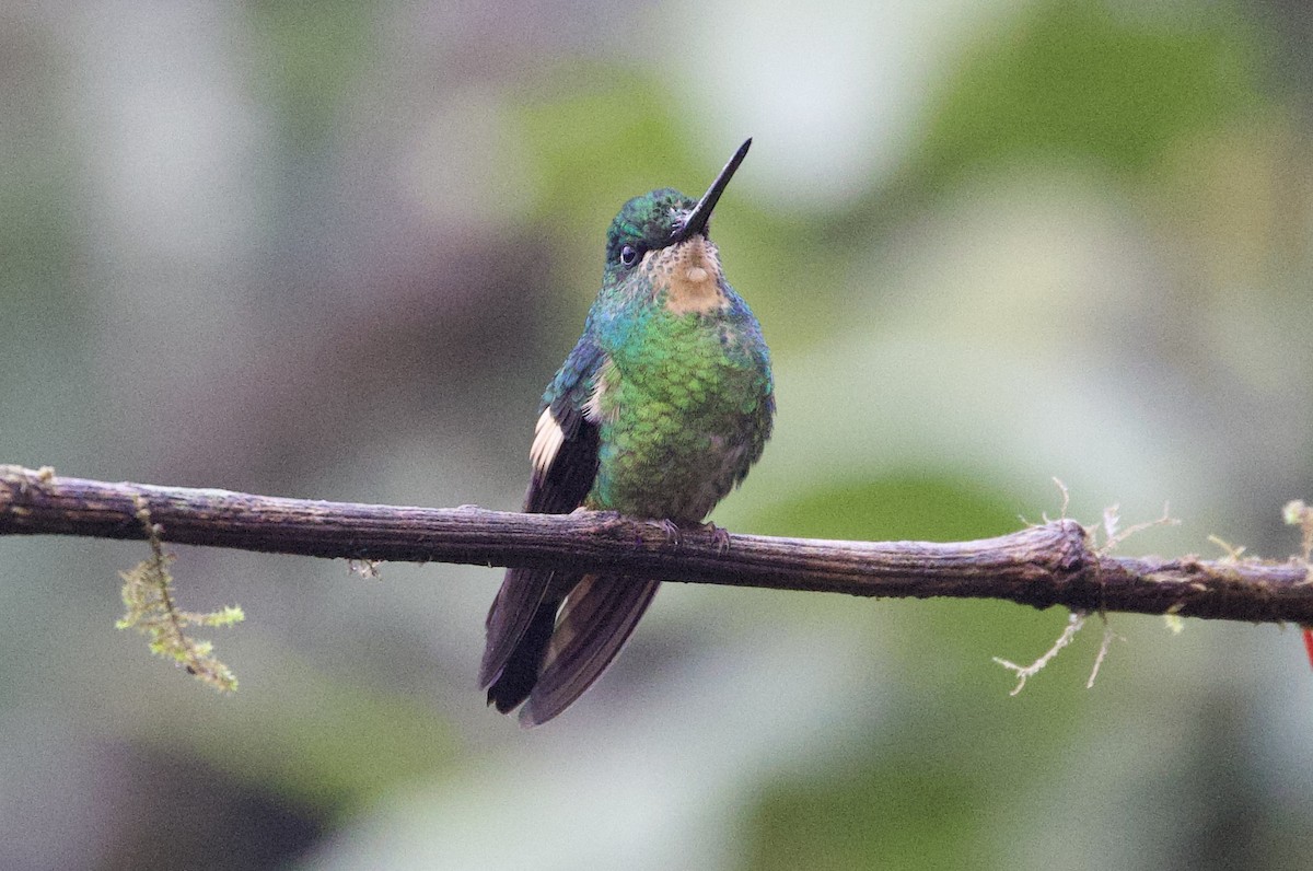 Fahlflügelkolibri - ML646356507