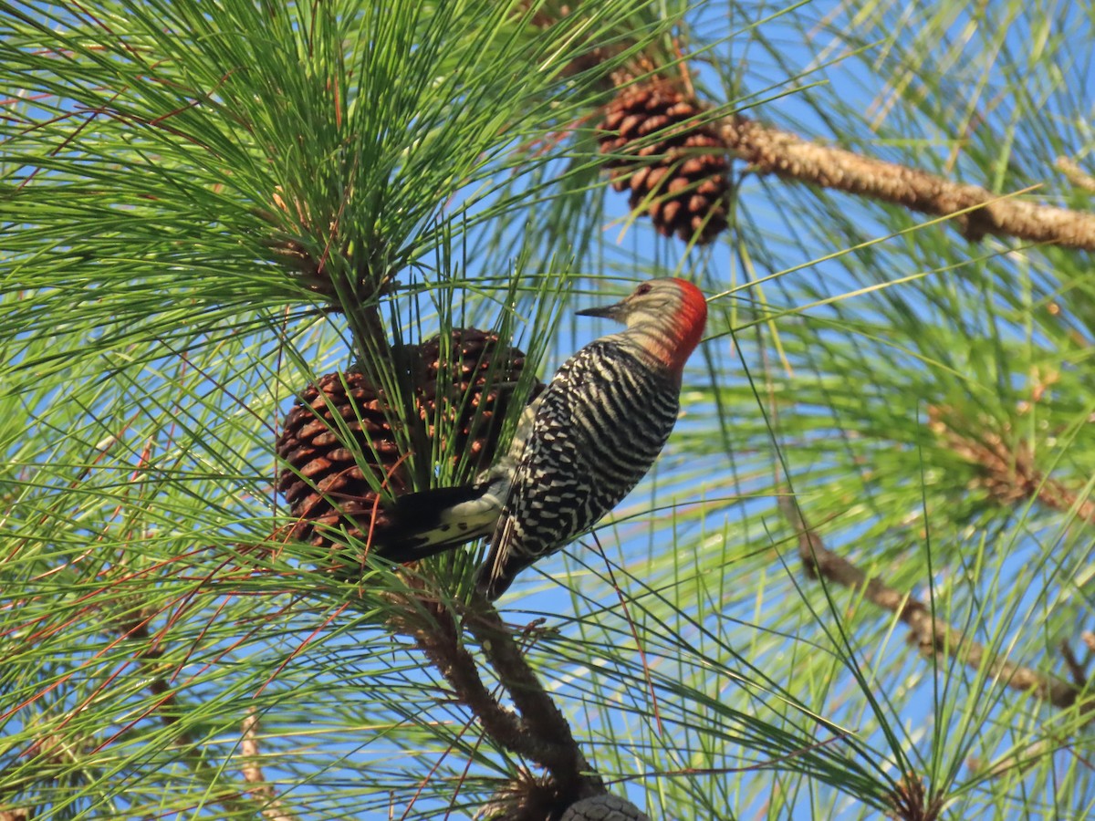 Carolinaspecht - ML646356508