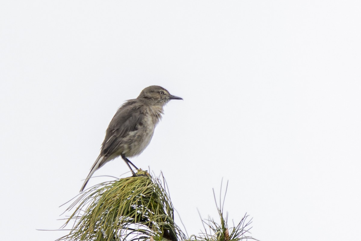 Schwarzschnabel-Hakentyrann - ML646356509