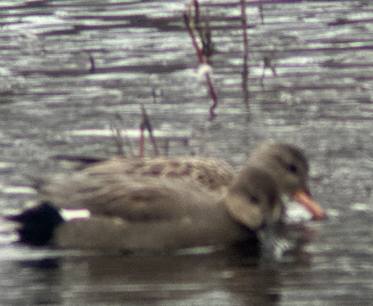 Schnatterente - ML646356510