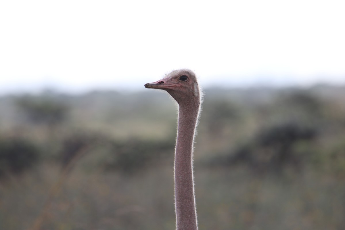 Common Ostrich - ML646356512