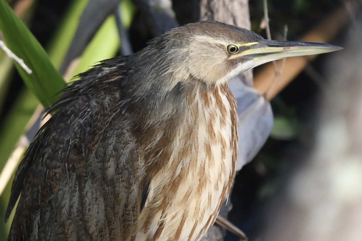 Бугай американський - ML646356513