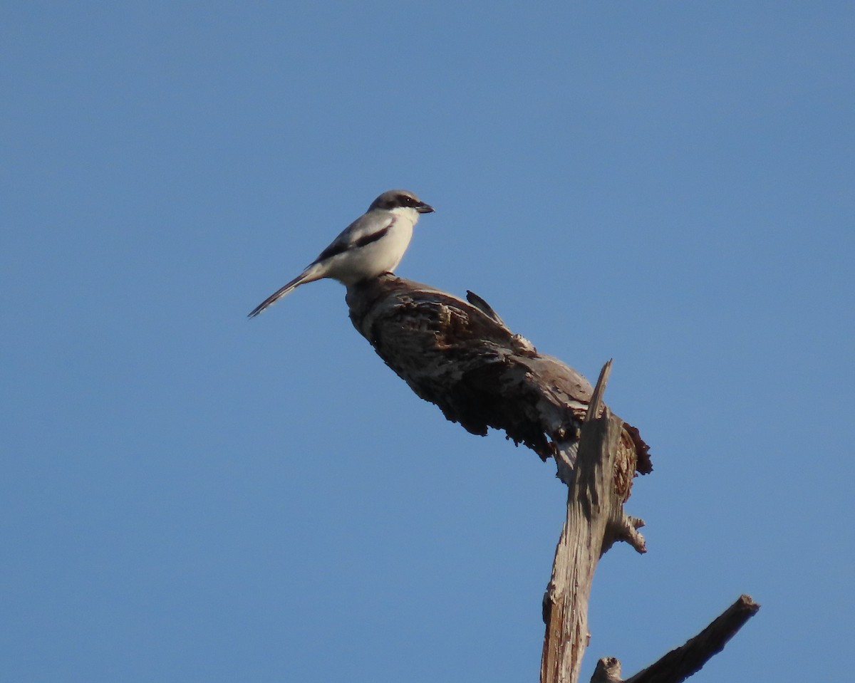 Alcaudón Americano - ML646356514