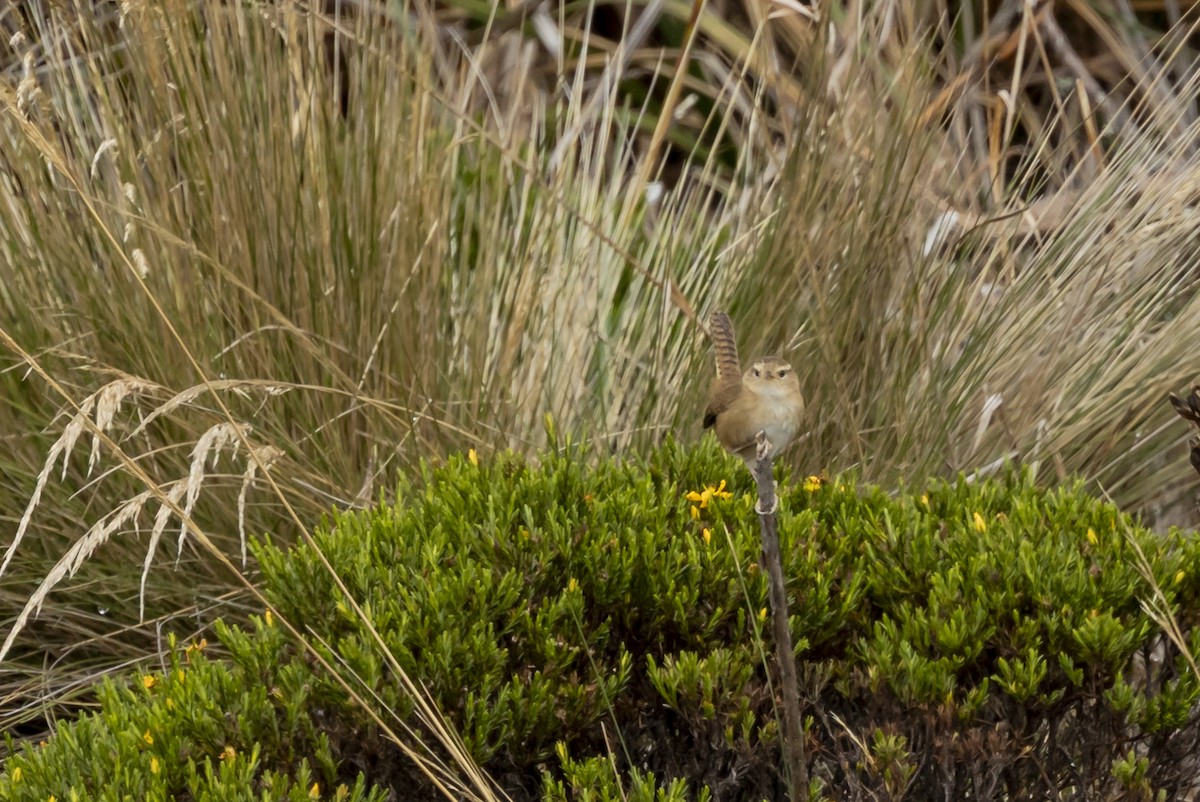 Pampazaunkönig - ML646356515