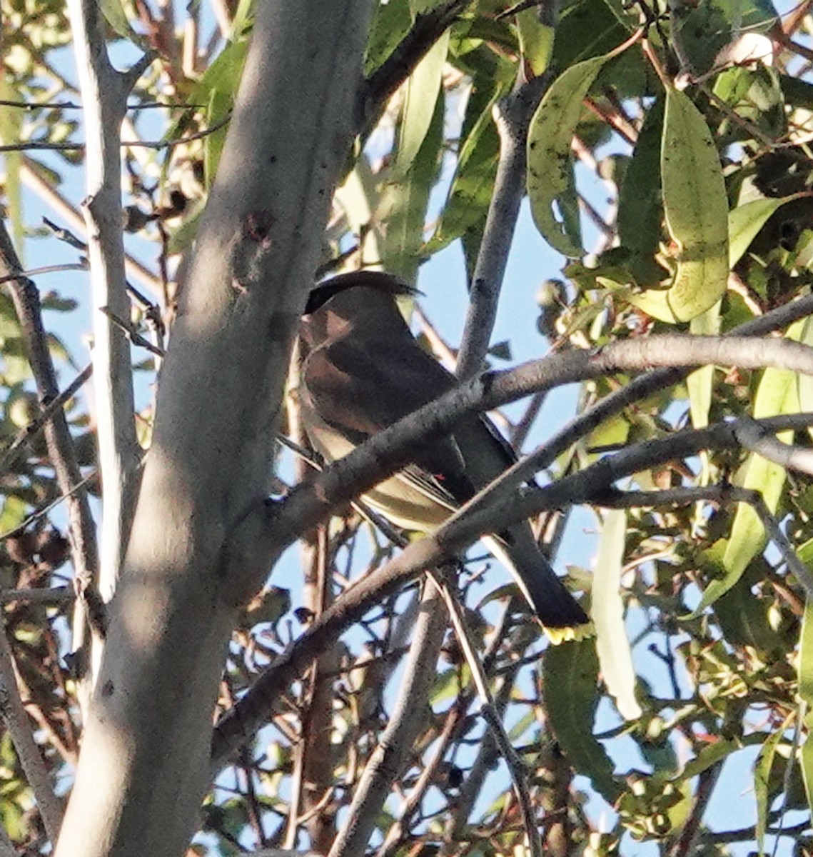 Cedar Waxwing - ML646356517