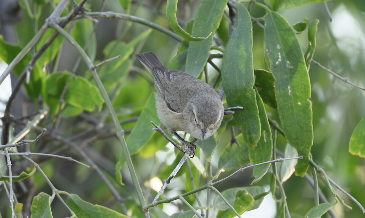 Plain Leaf Warbler - ML646356518