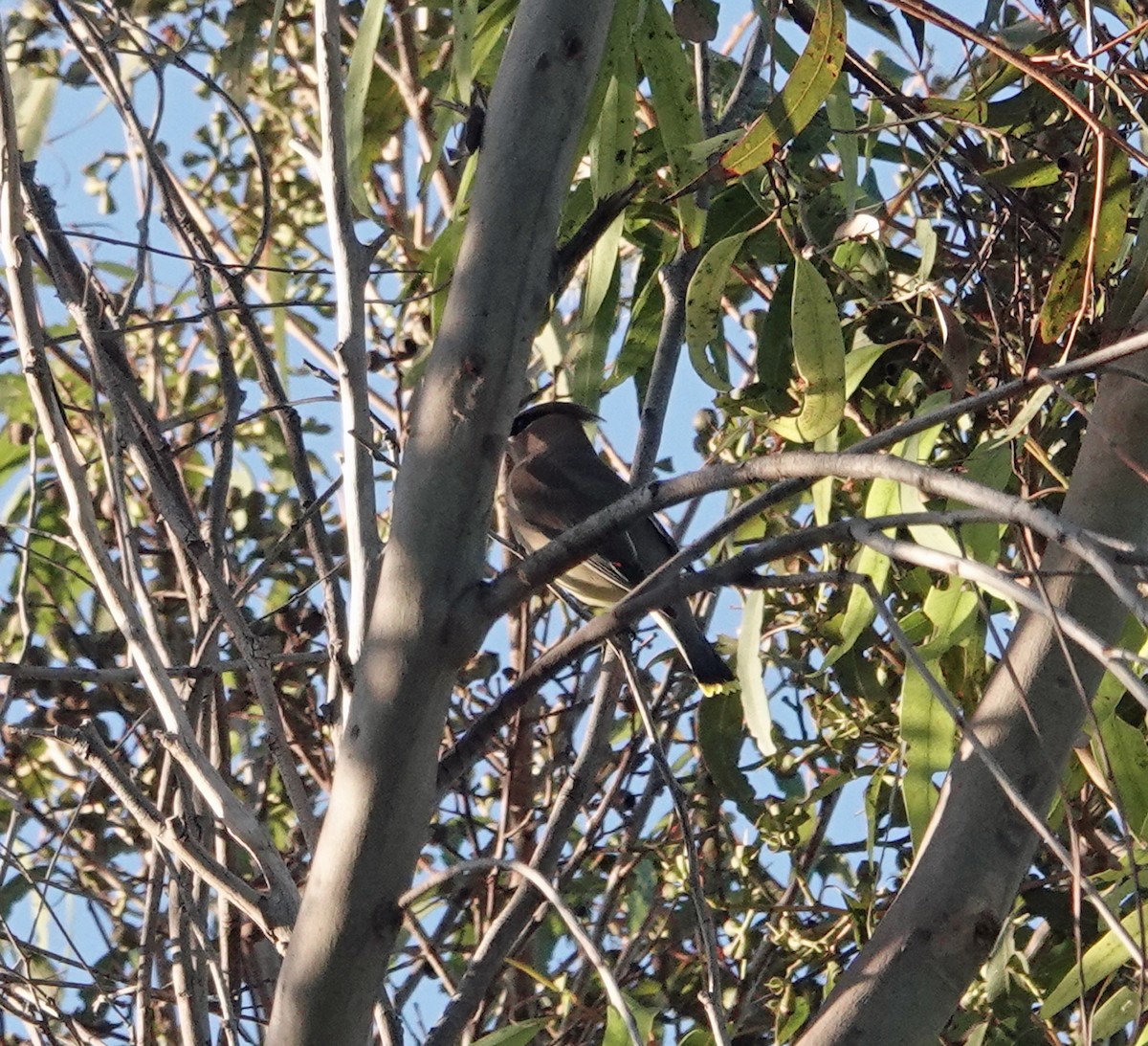 Cedar Waxwing - ML646356520