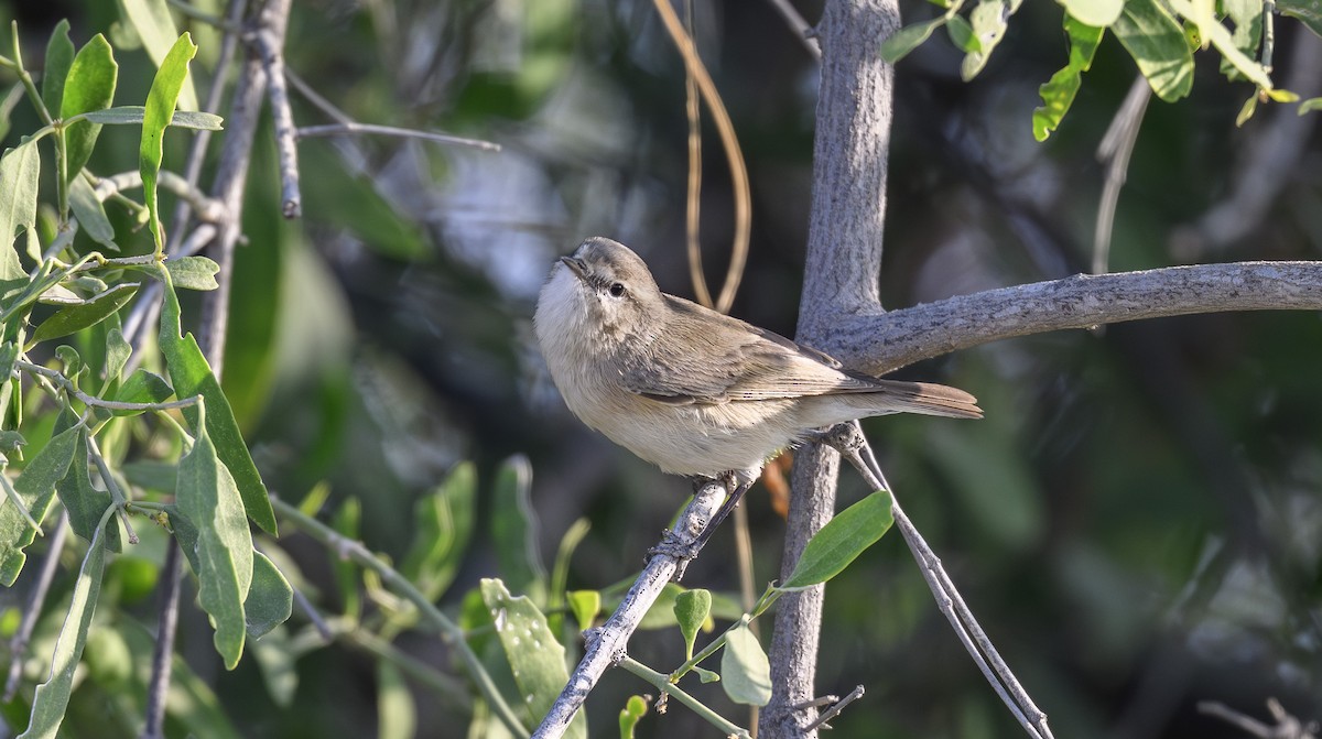 Plain Leaf Warbler - ML646356521