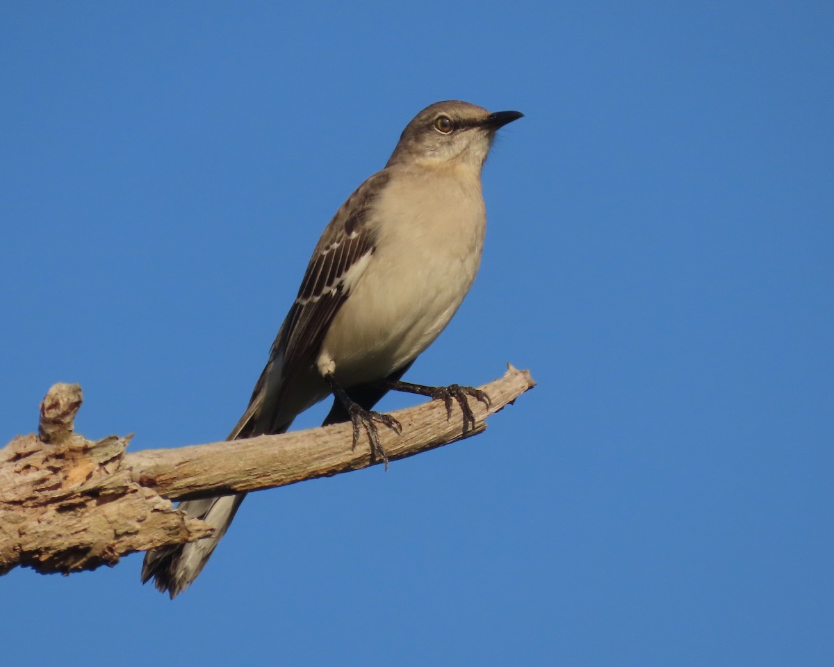 Пересмішник багатоголосий - ML646356523