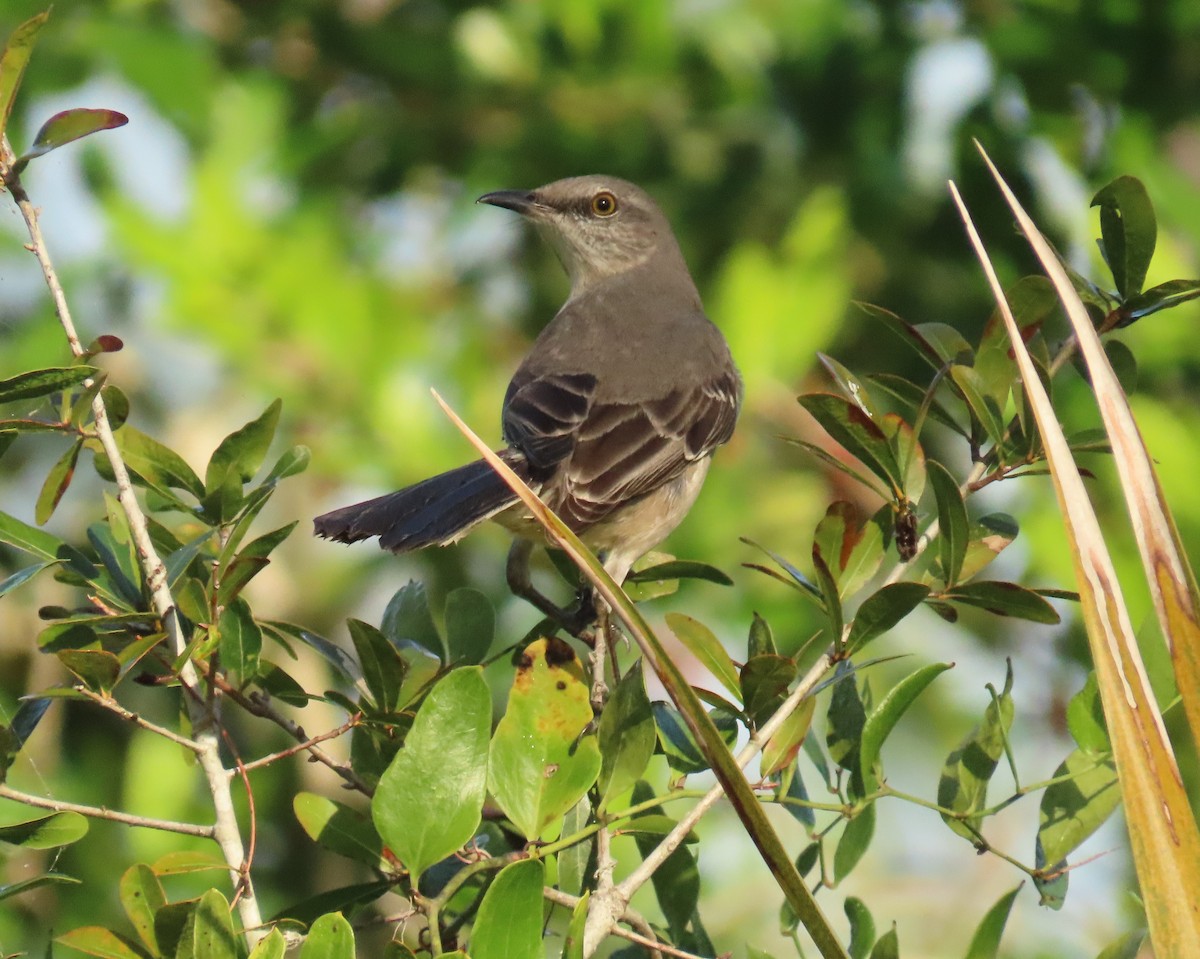 Пересмішник багатоголосий - ML646356524