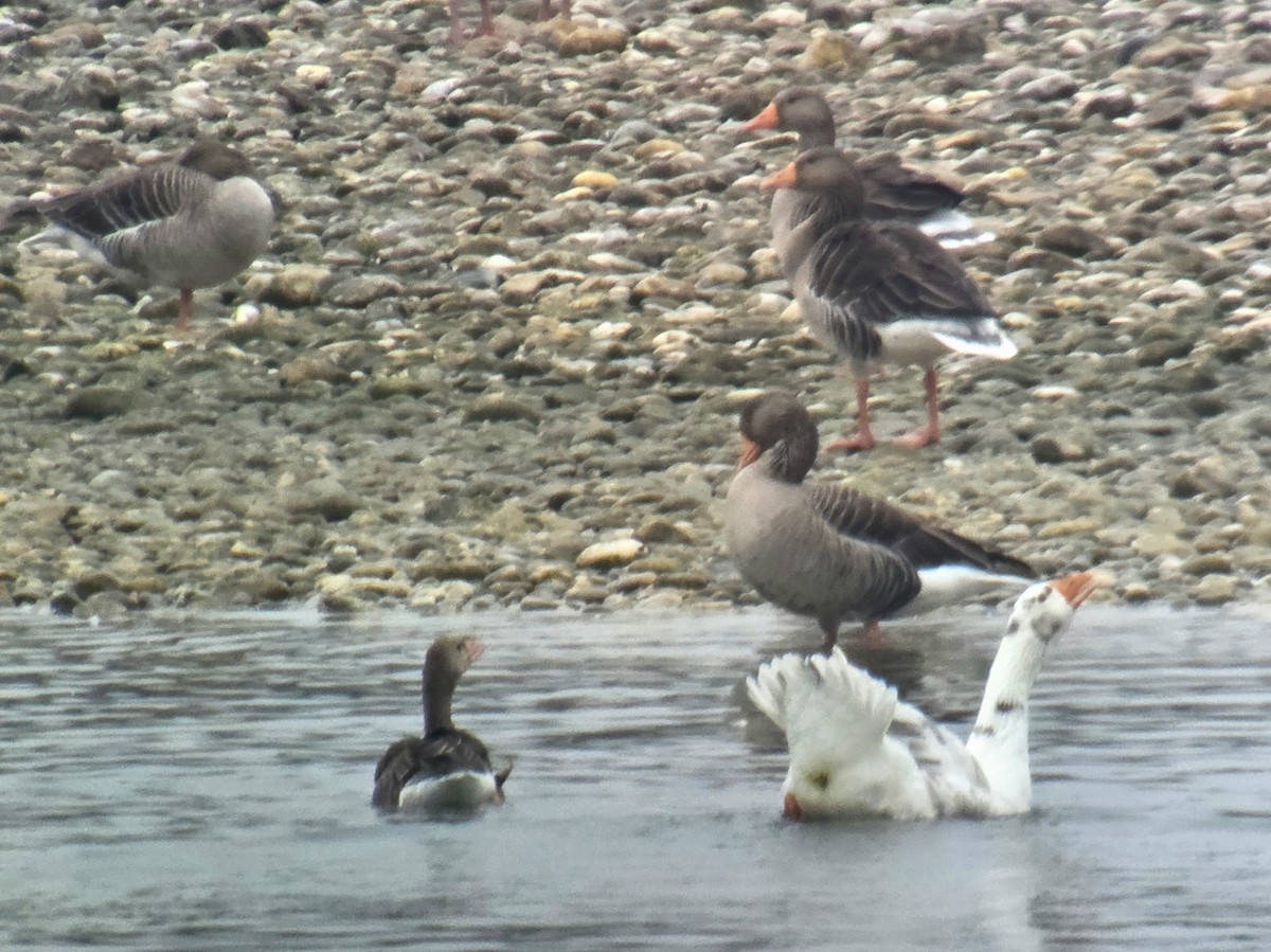 Domestic goose sp. (Domestic type) - ML646356527
