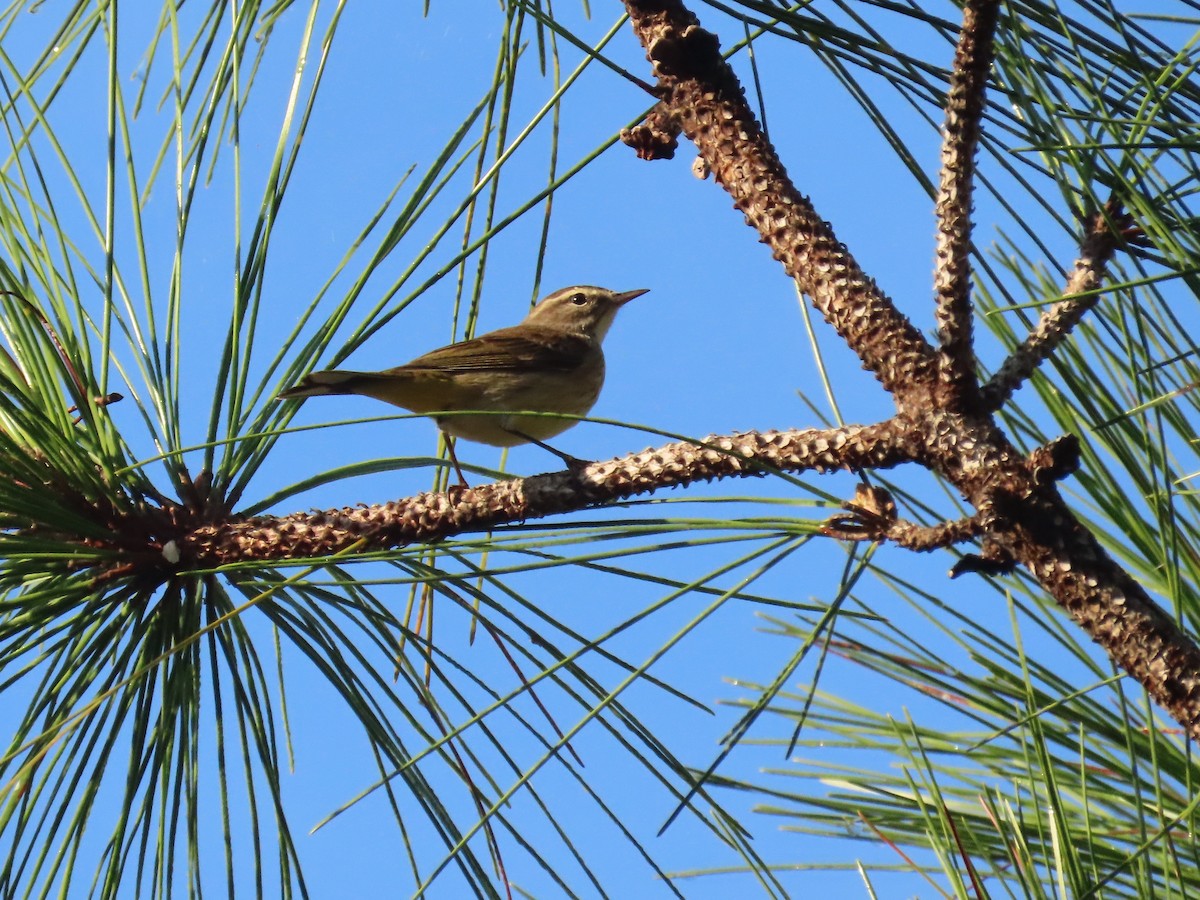 Reinita Palmera - ML646356528