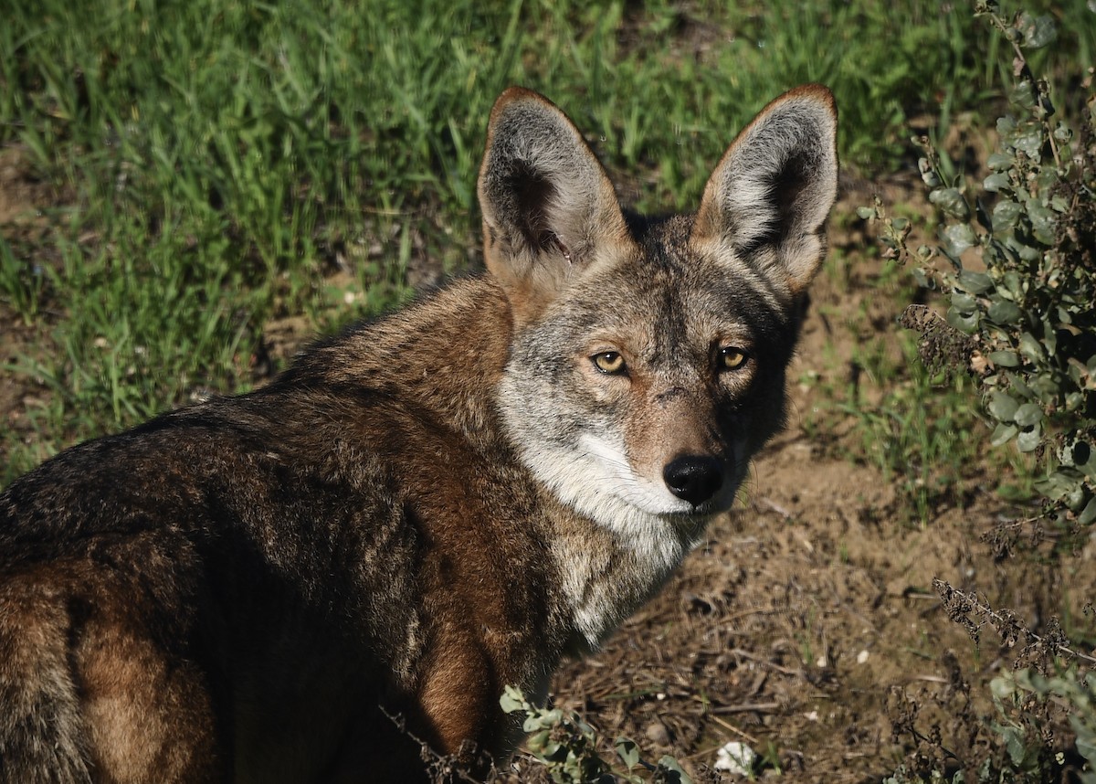 郊狼 - ML646356529