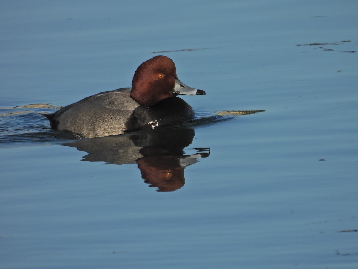 Redhead - ML646356531