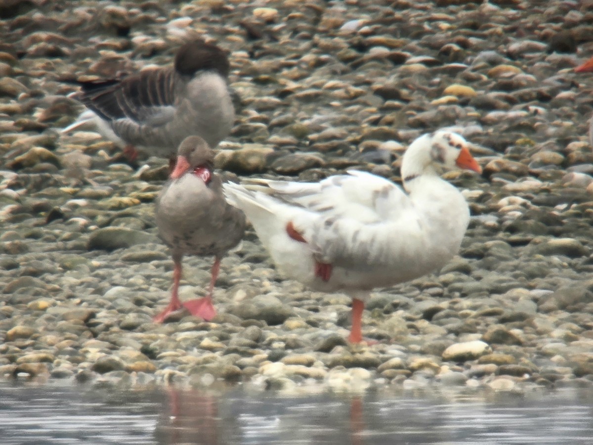 Domestic goose sp. (Domestic type) - ML646356532