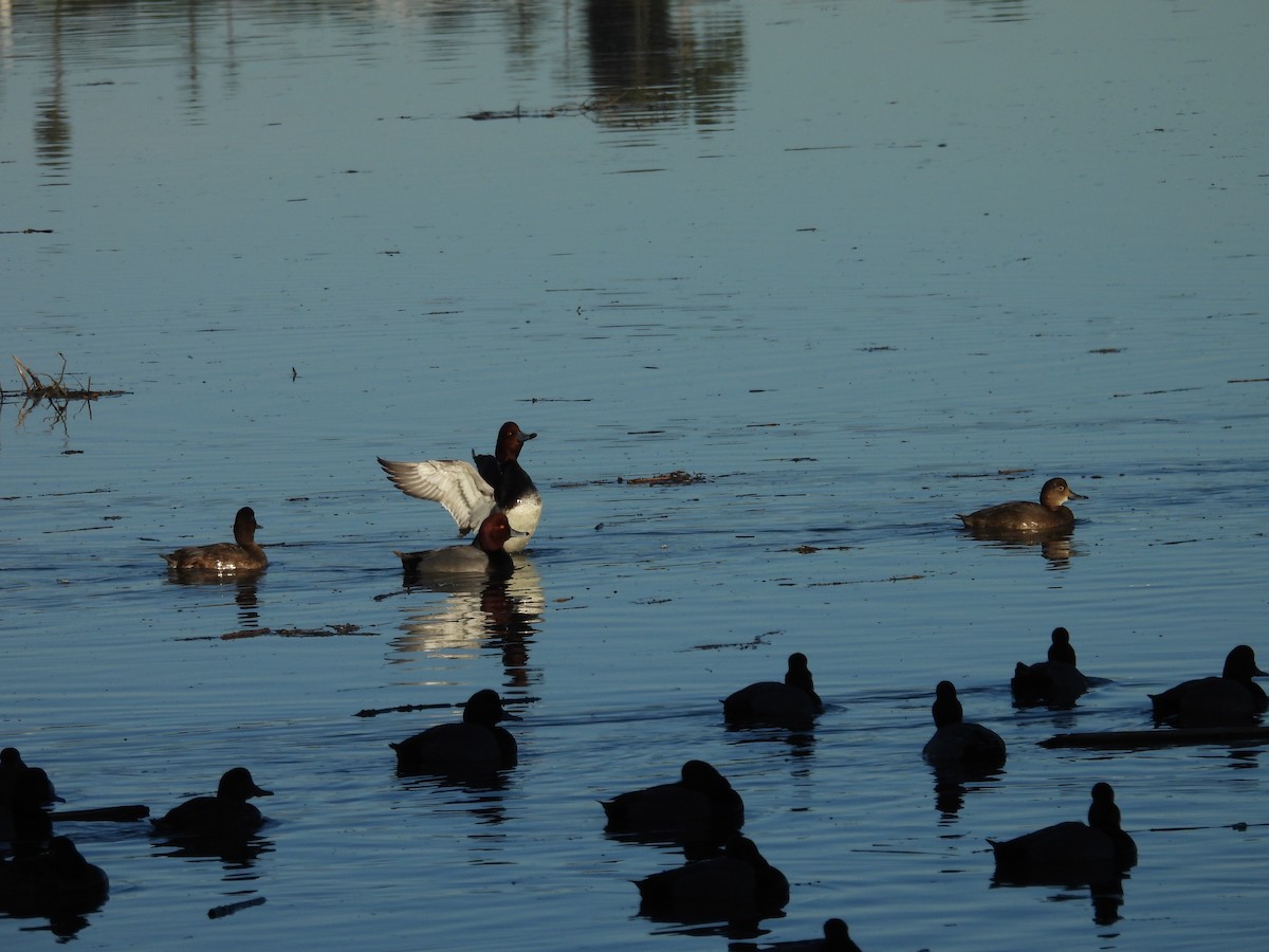 Redhead - ML646356537