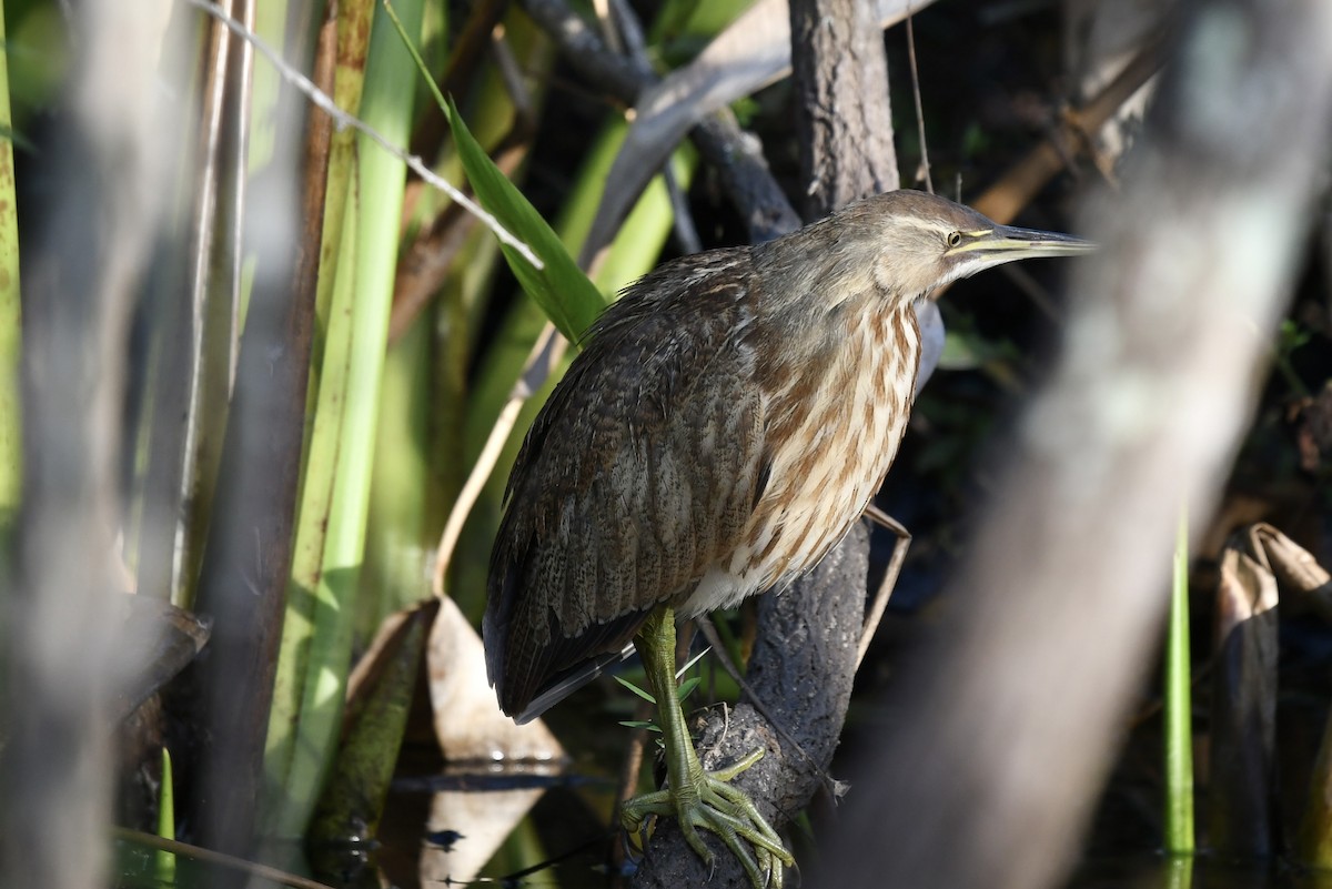 Бугай американський - ML646356538