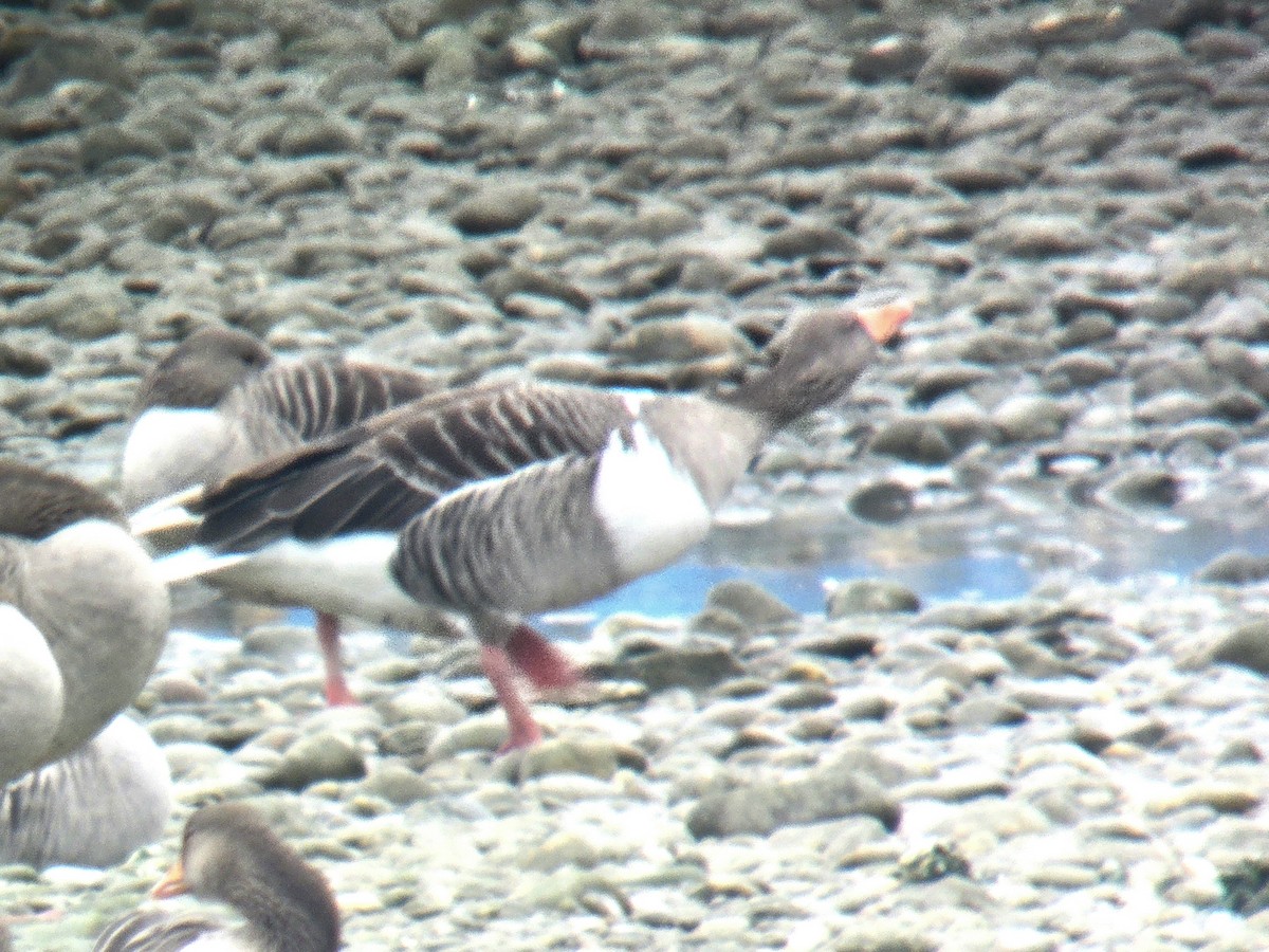 husa/husice/berneška sp. - ML646356541