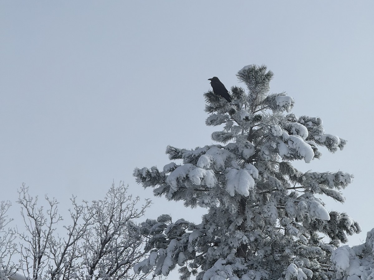 Common Raven - ML646356550