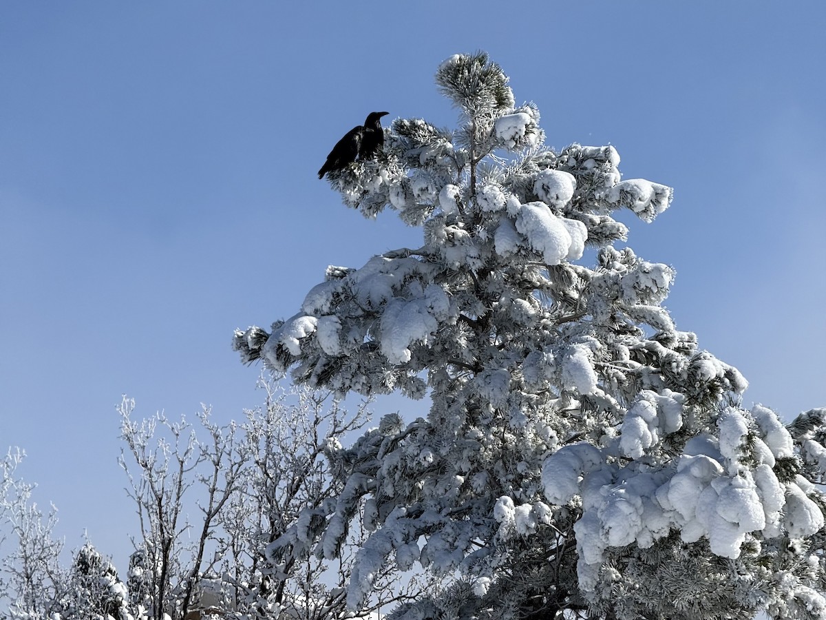 Common Raven - ML646356551