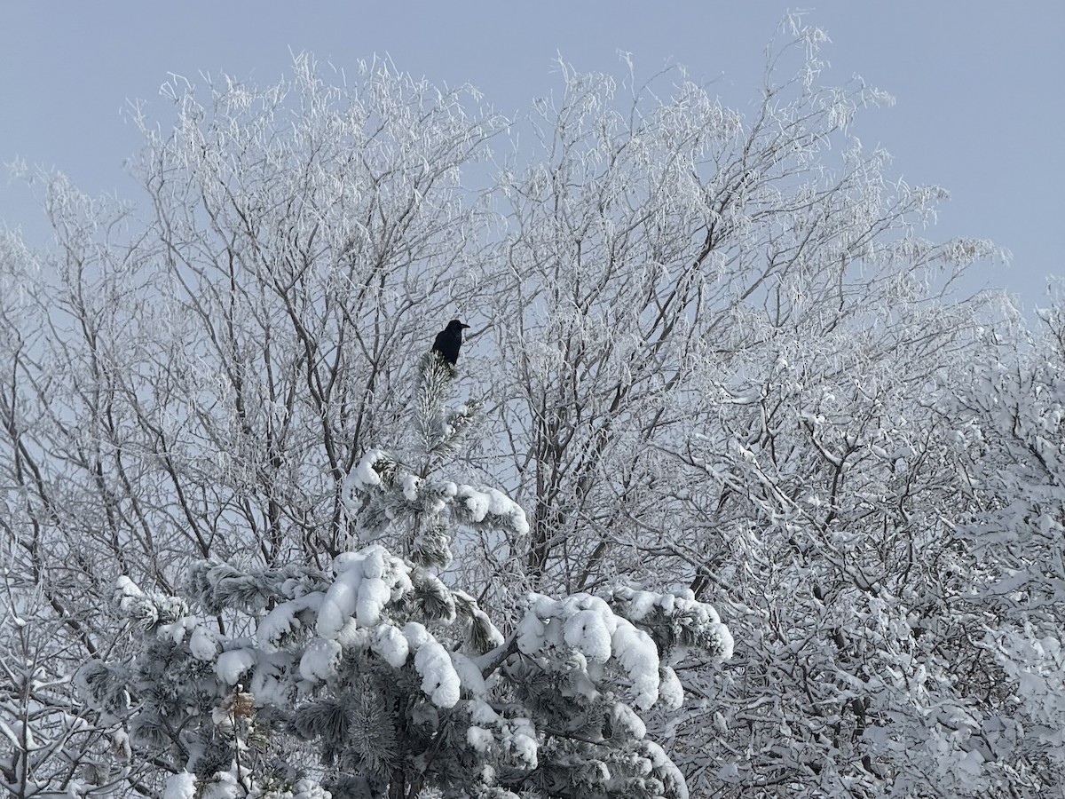 Common Raven - ML646356552