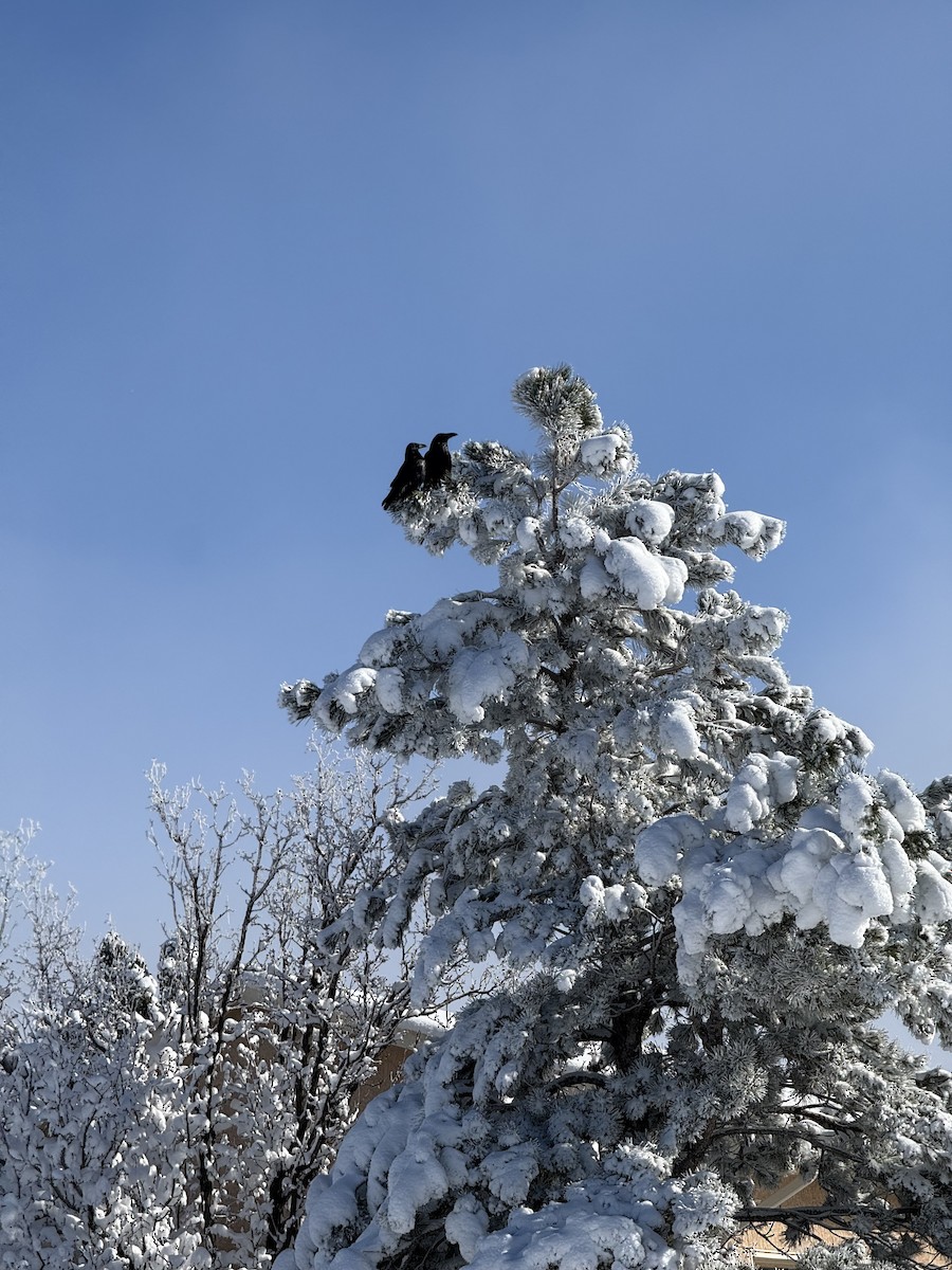 Common Raven - ML646356553