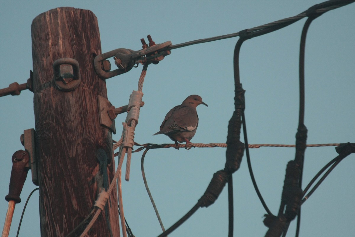 Ak Kanatlı Kumru - ML646356555