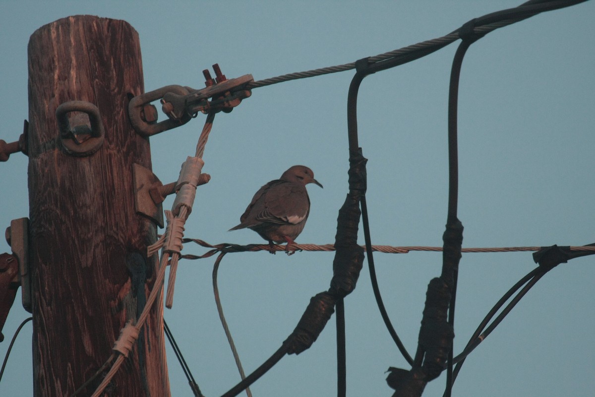 Ak Kanatlı Kumru - ML646356556