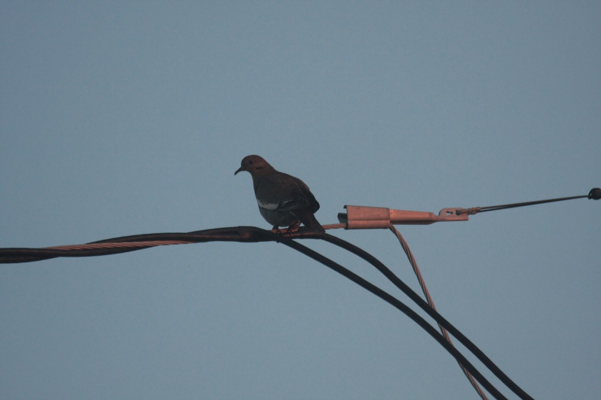 Ak Kanatlı Kumru - ML646356557