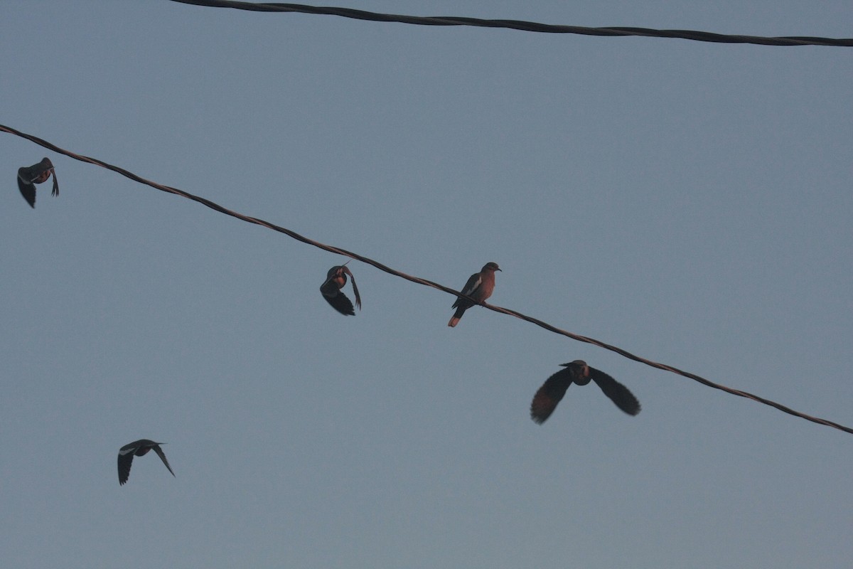 Ak Kanatlı Kumru - ML646356558