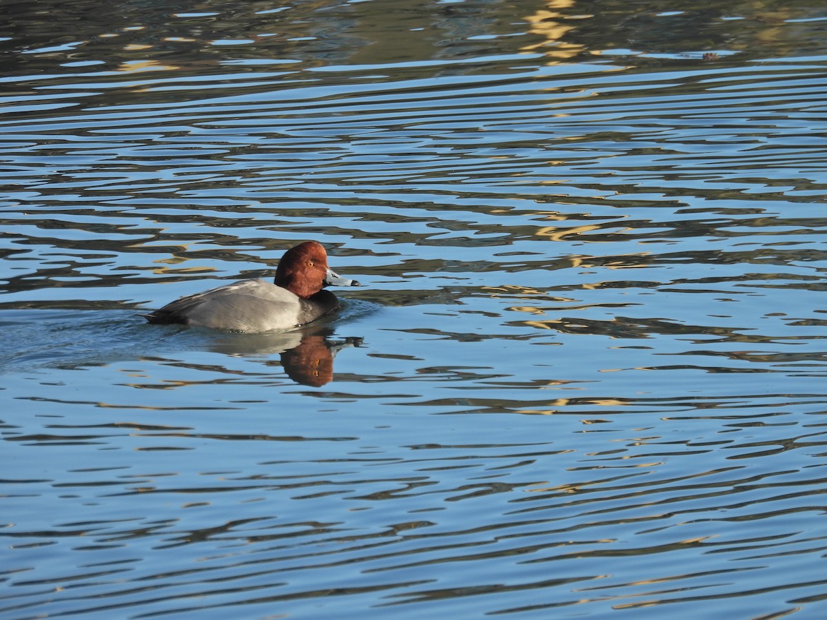 Redhead - ML646356563