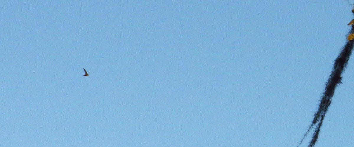 Chimney Swift - ML646356564