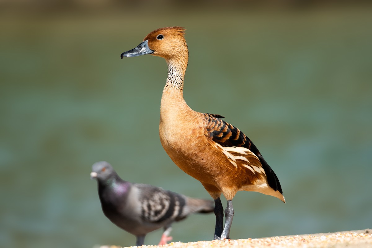 Fulvous Whistling-Duck - ML646356568