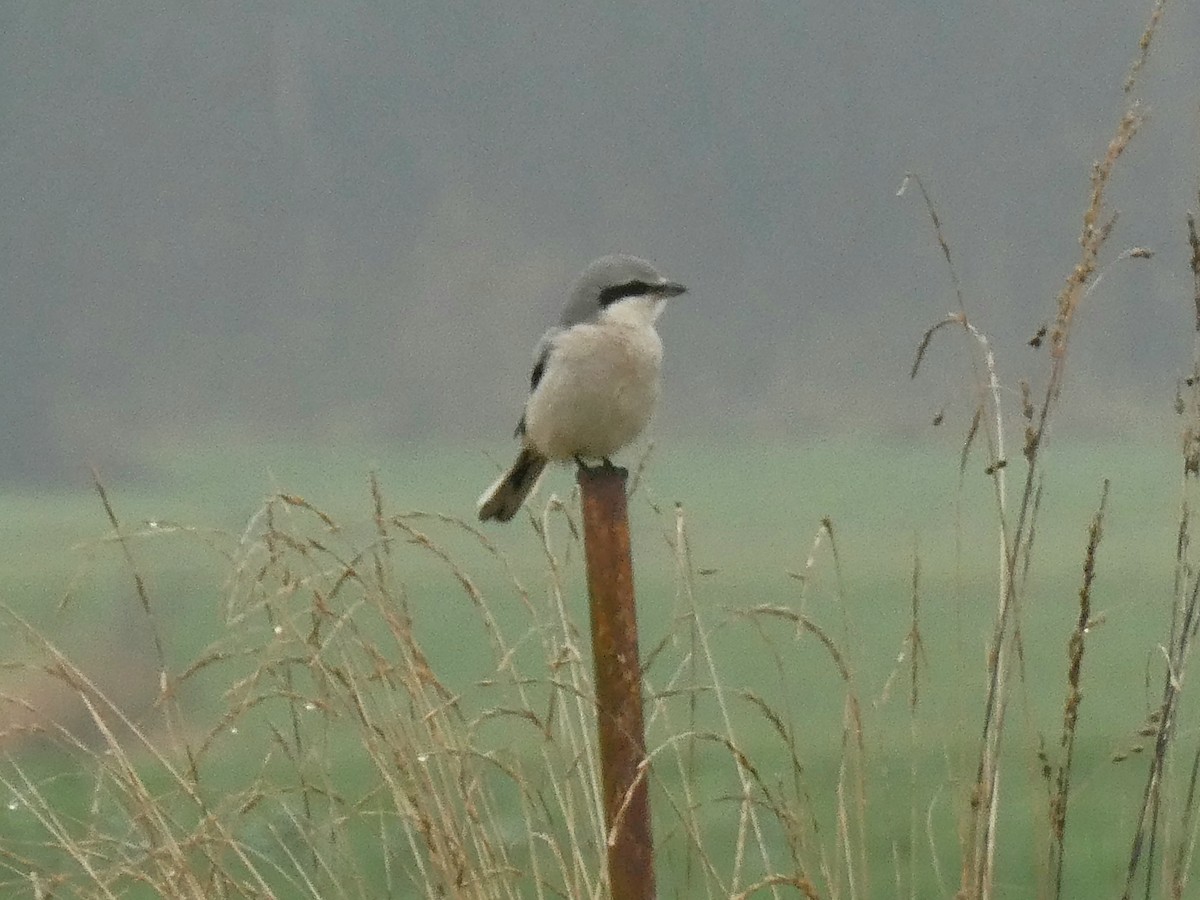 ťuhýk šedý - ML646356572