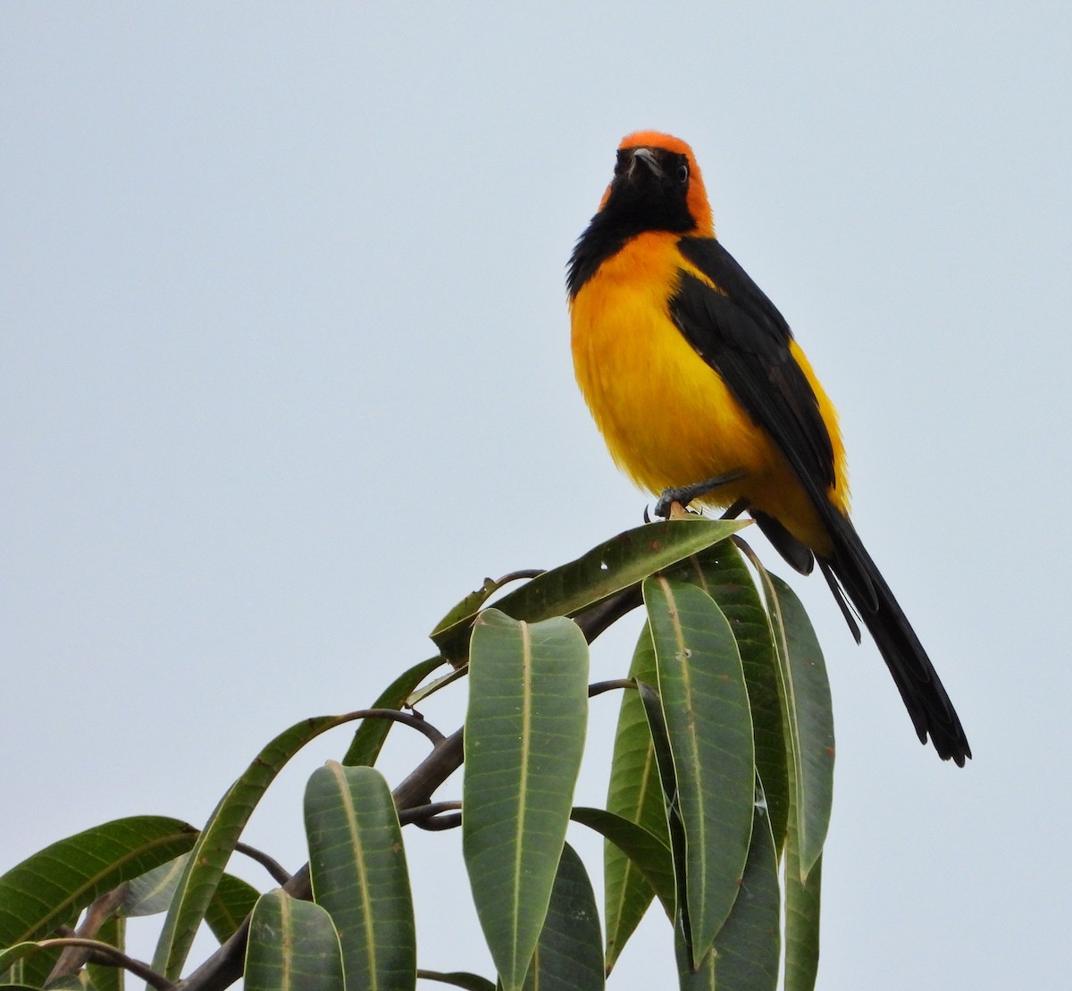 Orange-crowned Oriole - ML646356580