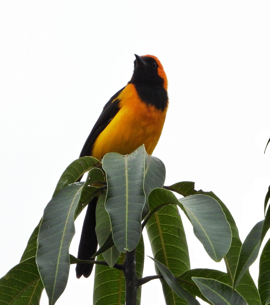Orange-crowned Oriole - ML646356583