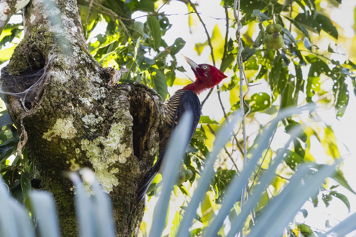 Robust Woodpecker - ML646356591