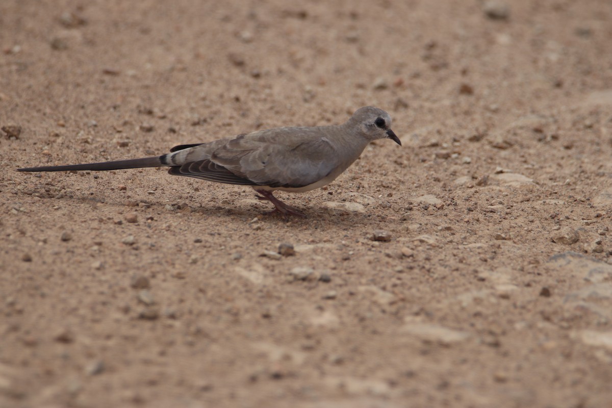Namaqua Dove - ML646356593