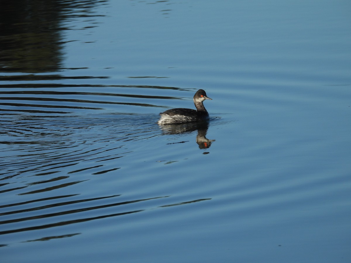 potápka černokrká - ML646356594