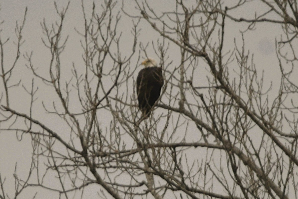 Bald Eagle - ML646356595